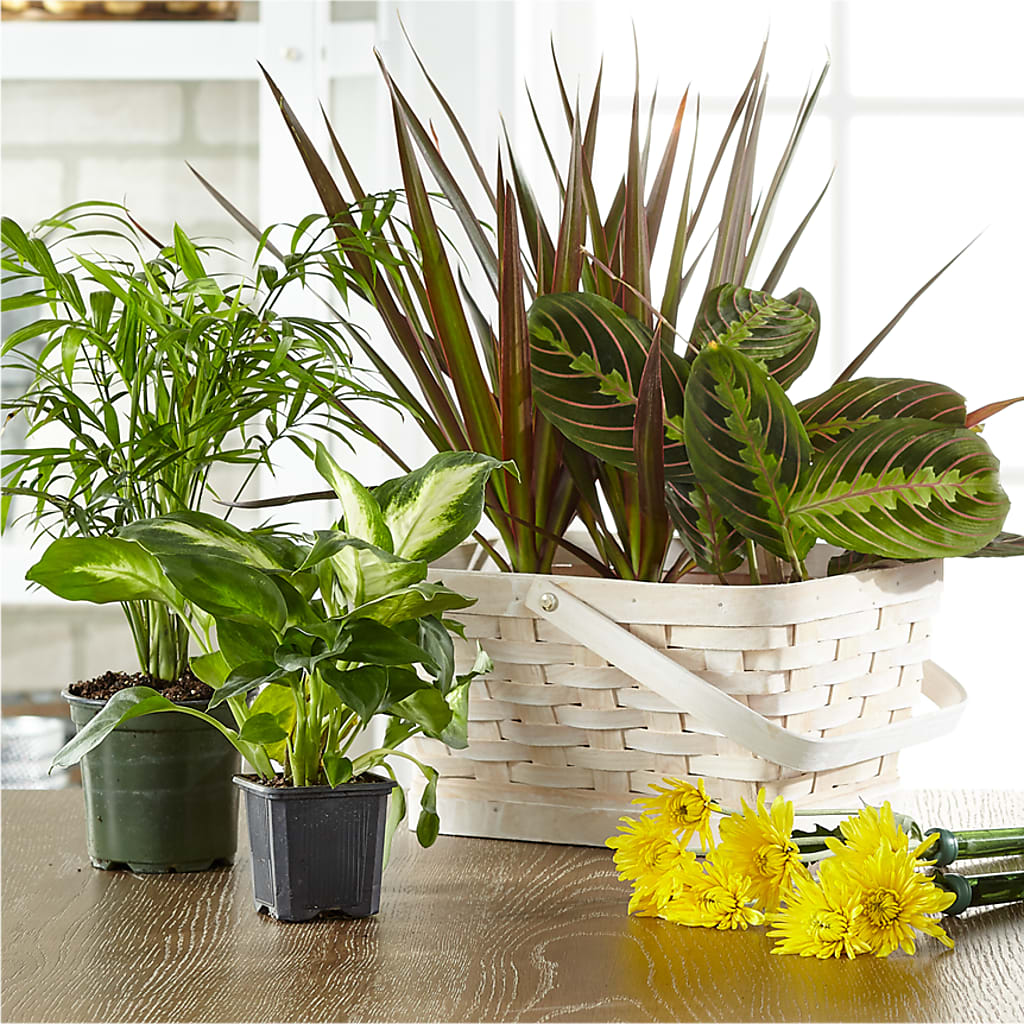 Florist Designed Blooming and Green Plants in a Basket – Central Market Florist #138, Latham NY