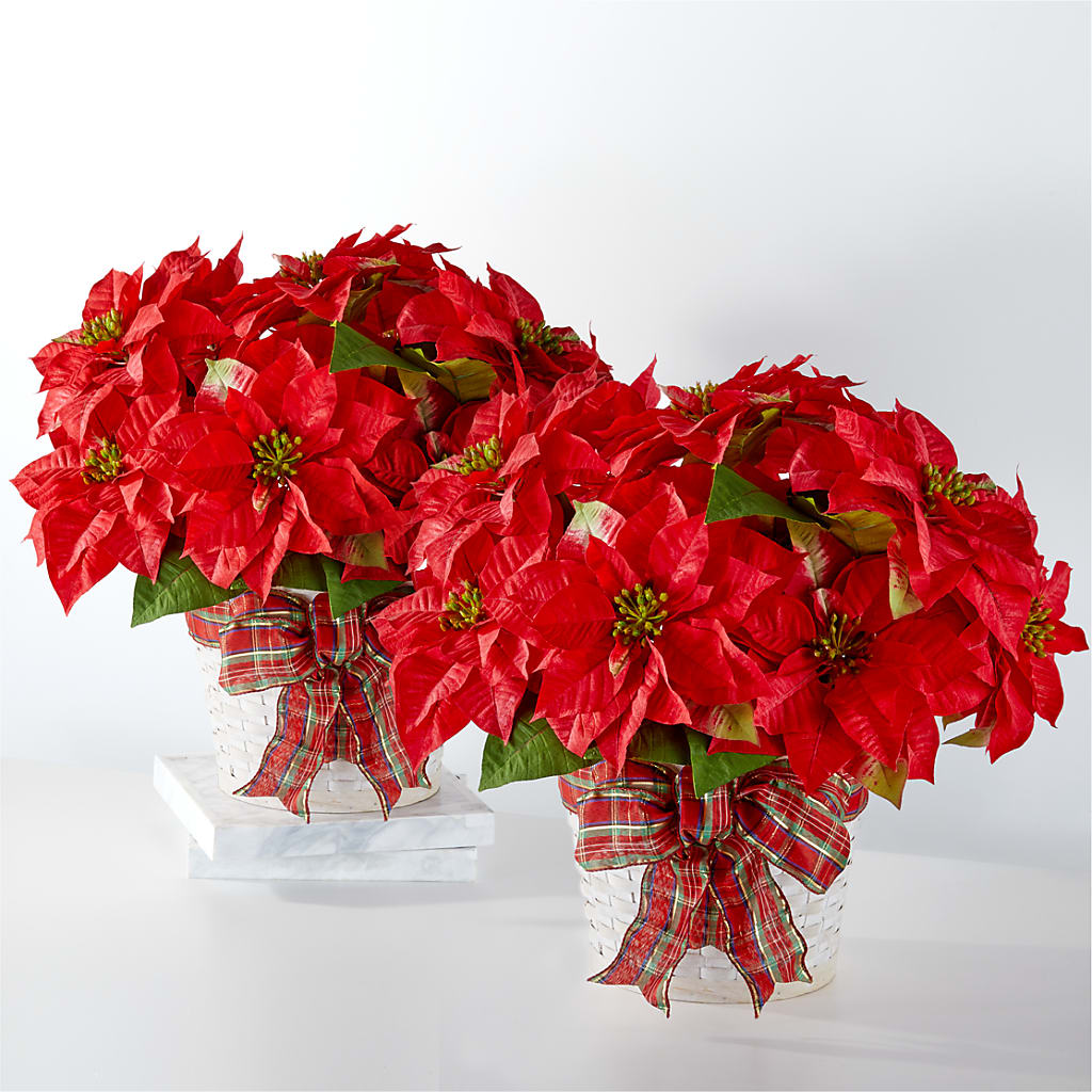Happiest Holidays Poinsettia Bundle – Central Market Florist #138, Latham NY