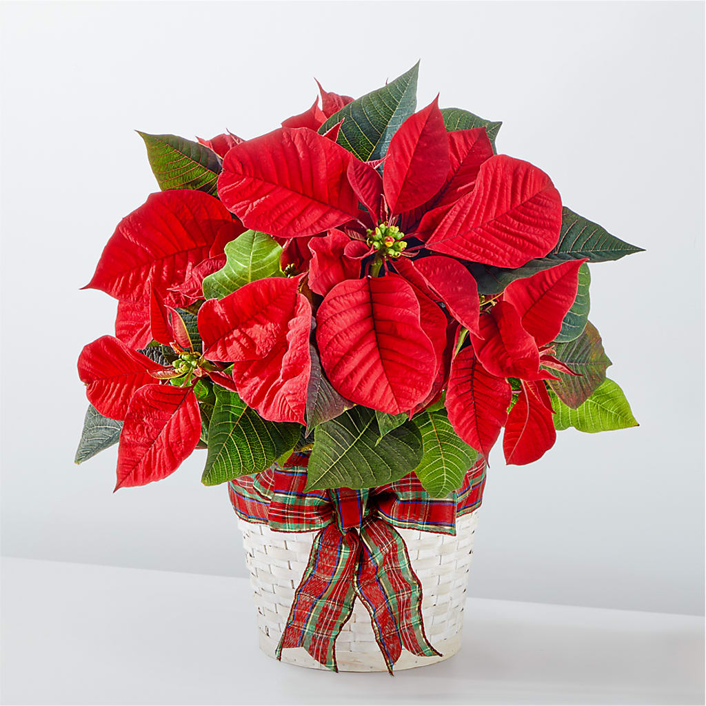 Happiest Holidays Poinsettia – Central Market Florist #138, Latham NY