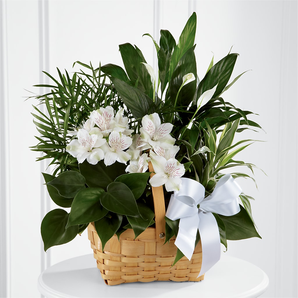 Peace & Serenity Dishgarden – Central Market Florist #138, Latham NY