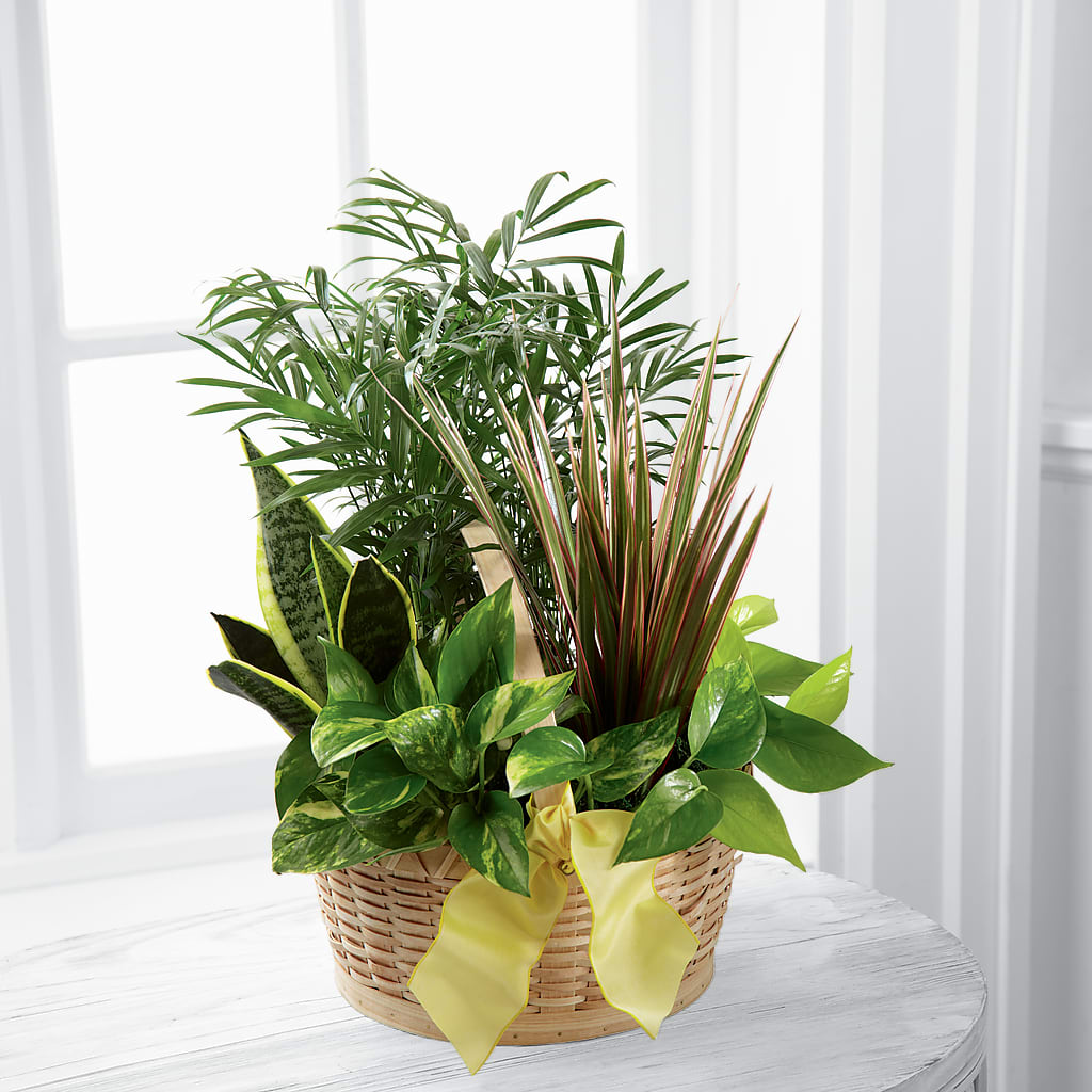 French Garden – Central Market Florist #138, Latham NY