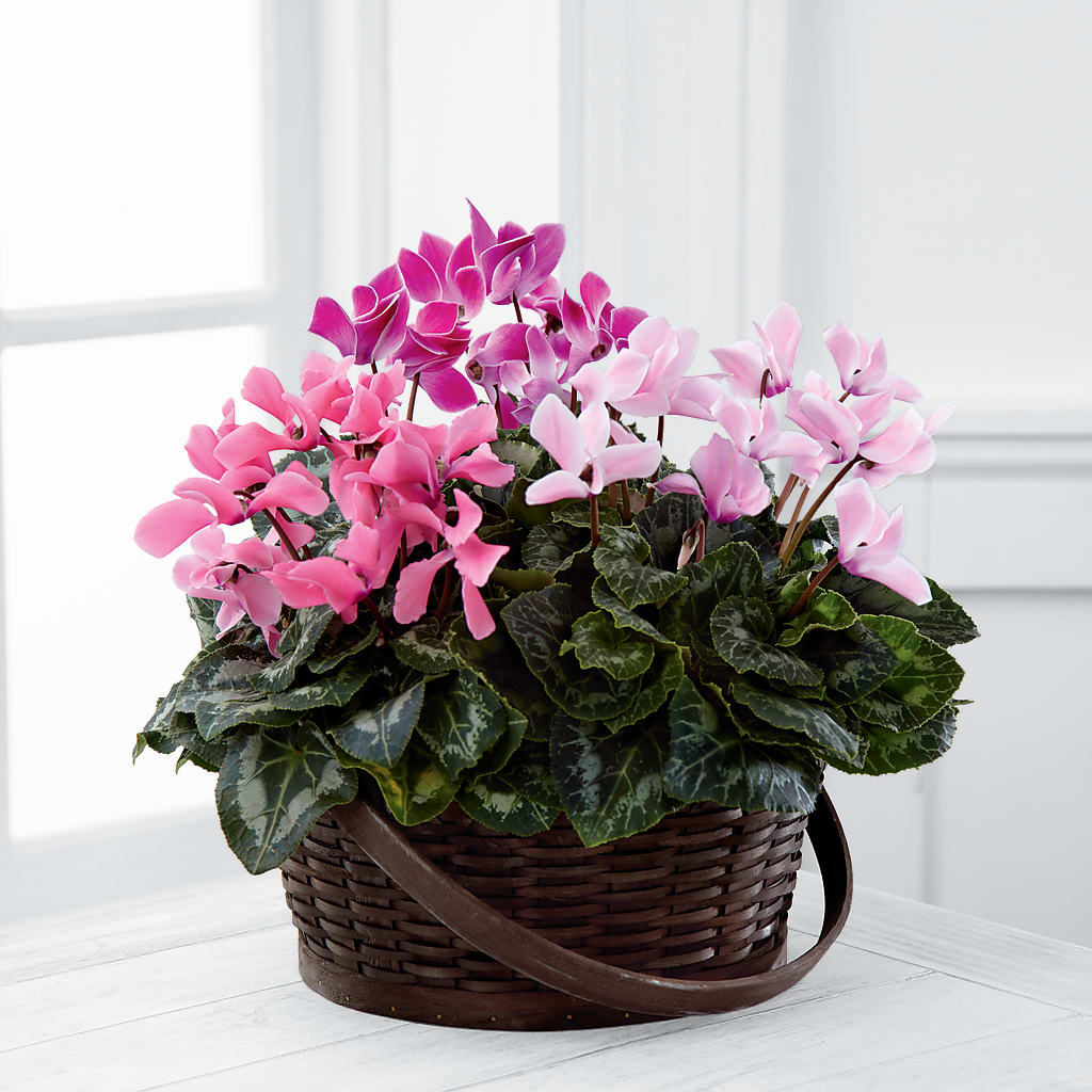 Mixed Cyclamen Planter – Central Market Florist #138, Latham NY