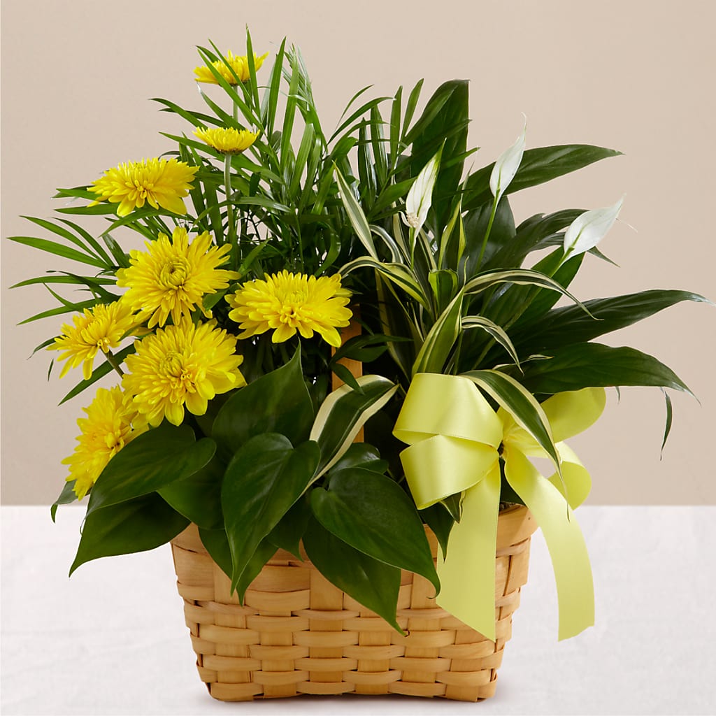 Loving Light Dishgarden – Central Market Florist #138, Latham NY