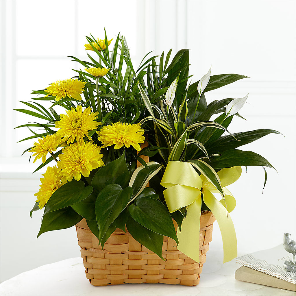 Loving Light Dishgarden – Central Market Florist #138, Latham NY