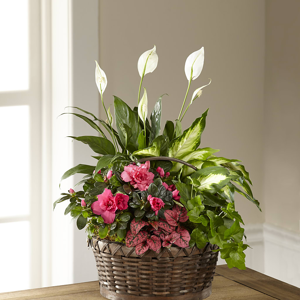 Dream in Pink Dishgarden – Central Market Florist #138, Latham NY