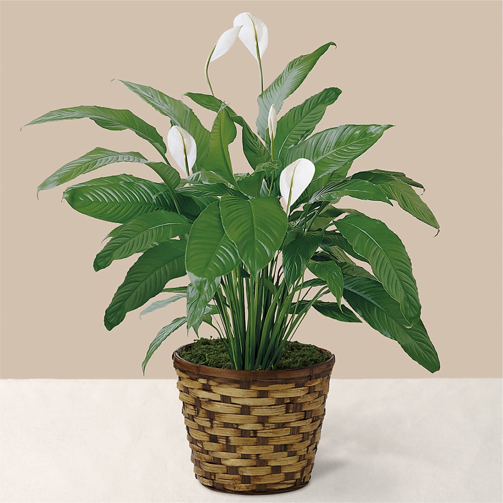 Tranquil Moments Peace Lily Plant – Central Market Florist #138, Latham NY