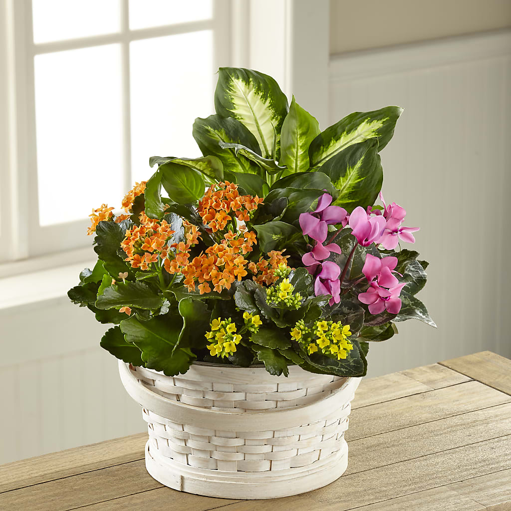 Color Crush Dishgarden – Central Market Florist #138, Latham NY