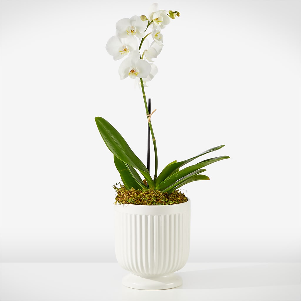 Whispering White Orchid – Central Market Florist #138, Latham NY