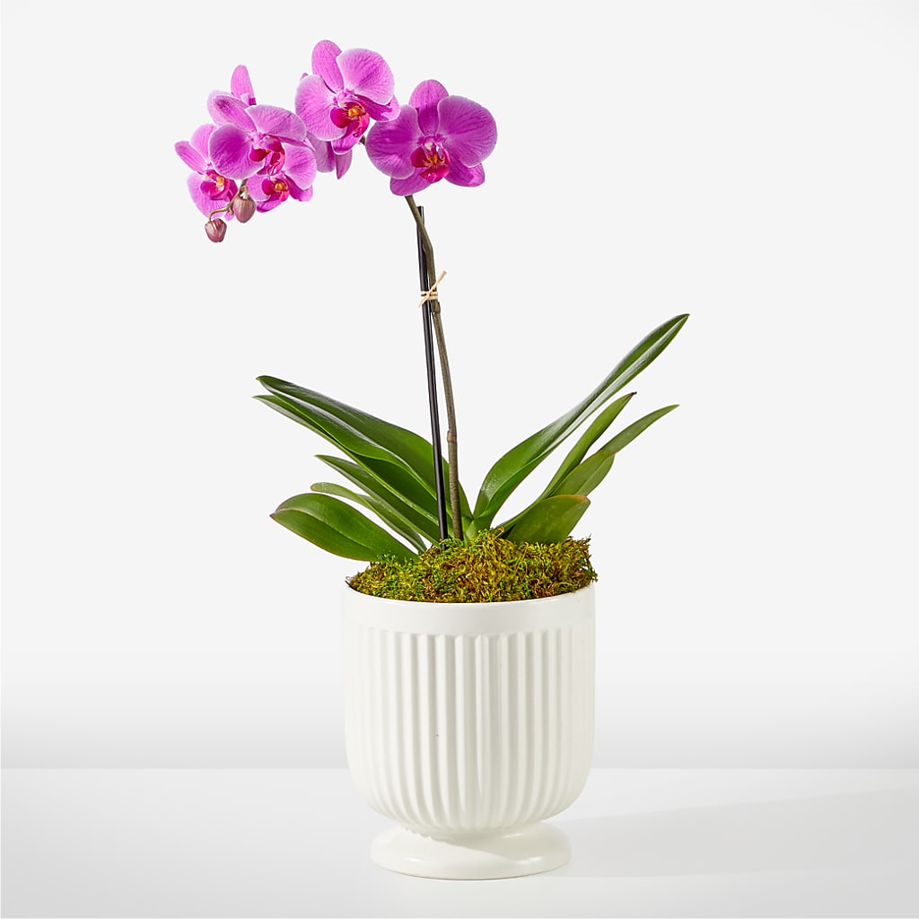 Friendly Fuchsia Orchid – Central Market Florist #138, Latham NY