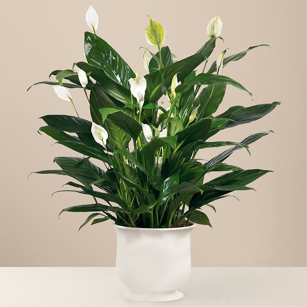 Comfort Planter – Central Market Florist #138, Latham NY