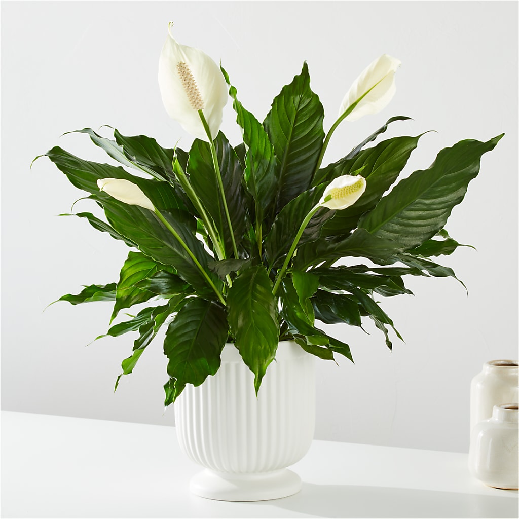 Comfort Planter – Central Market Florist #138, Latham NY