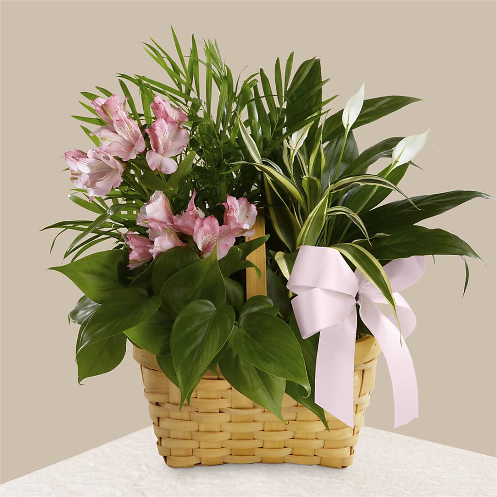Living Spirit Dishgarden – Central Market Florist #138, Latham NY