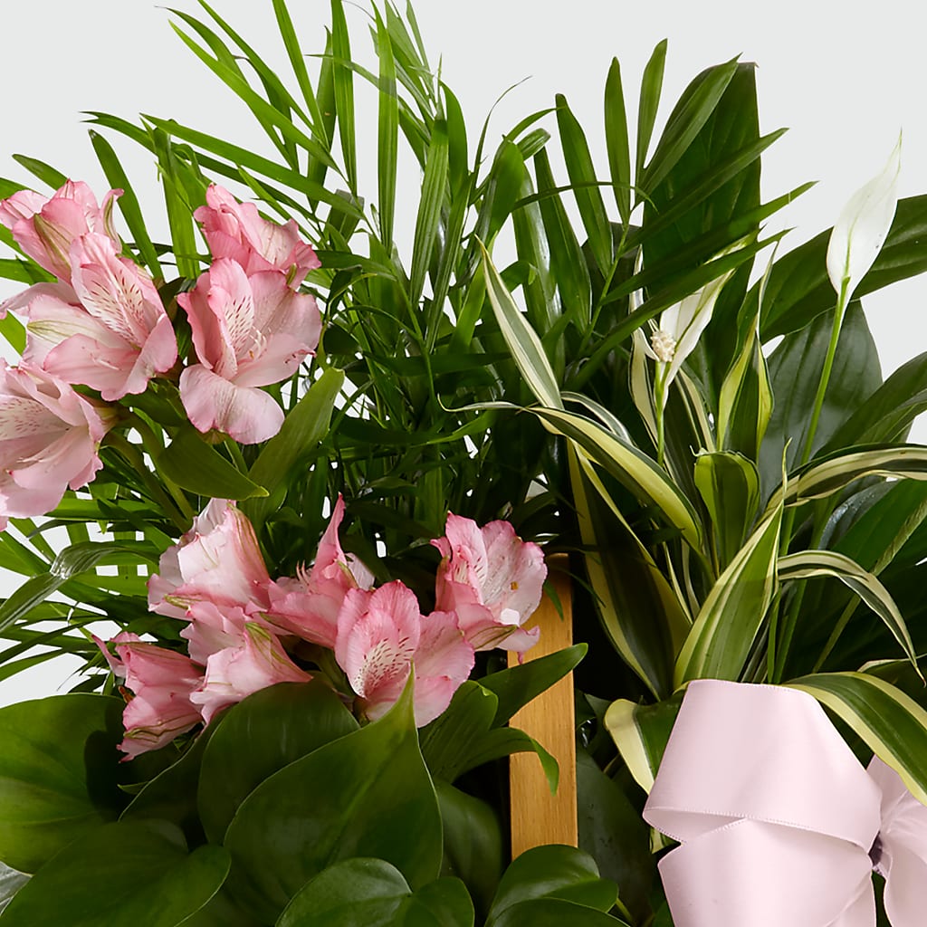 Living Spirit Dishgarden – Central Market Florist #138, Latham NY
