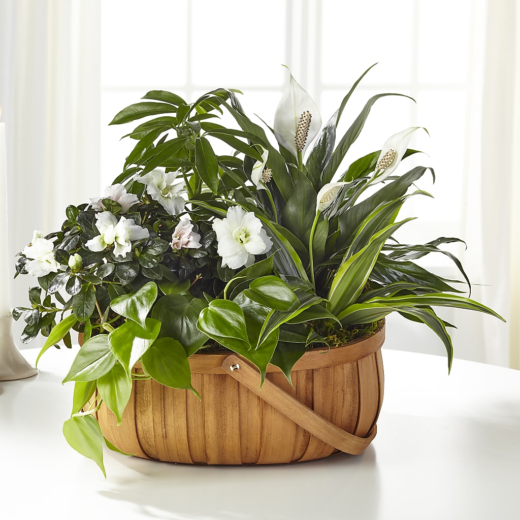 Serene Dishgarden – Central Market Florist #138, Latham NY