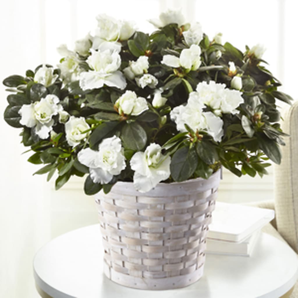 White Azalea Plant – Central Market Florist #138, Latham NY