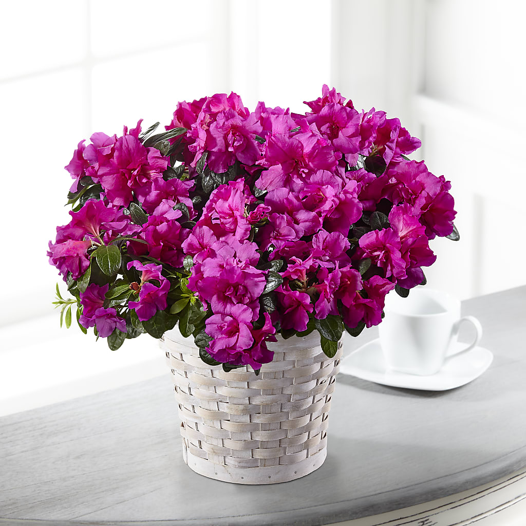 Hope & Serenity Azalea Plant – Central Market Florist #138, Latham NY