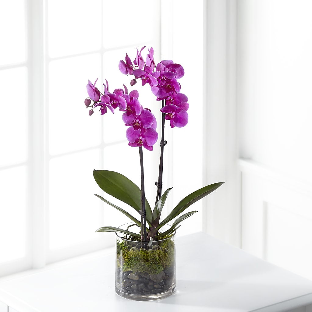 Pink Orchid Plant – Central Market Florist #138, Latham NY