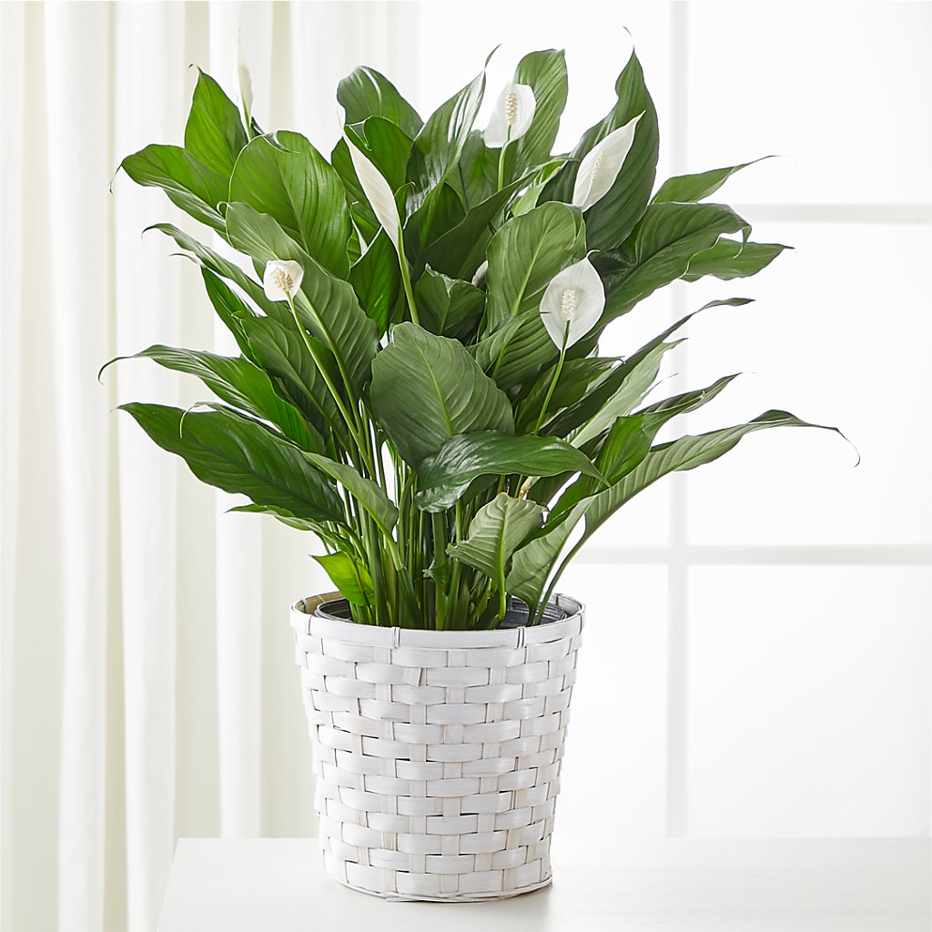 A New Leaf Peace Lily – Central Market Florist #138, Latham NY