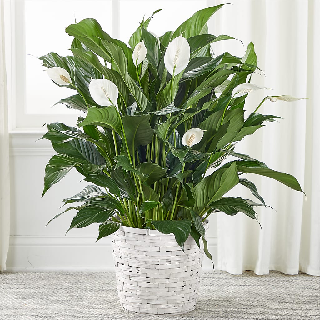 A New Leaf Peace Lily – Central Market Florist #138, Latham NY