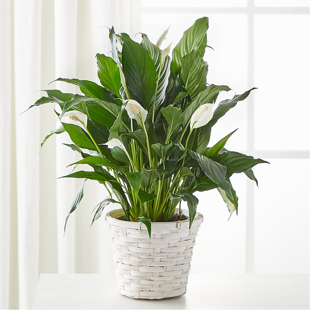 A New Leaf Peace Lily – Central Market Florist #138, Latham NY