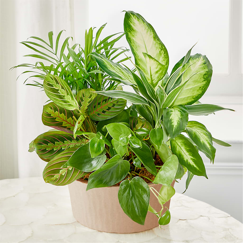 Balance & Harmony Dishgarden – Central Market Florist #138, Latham NY
