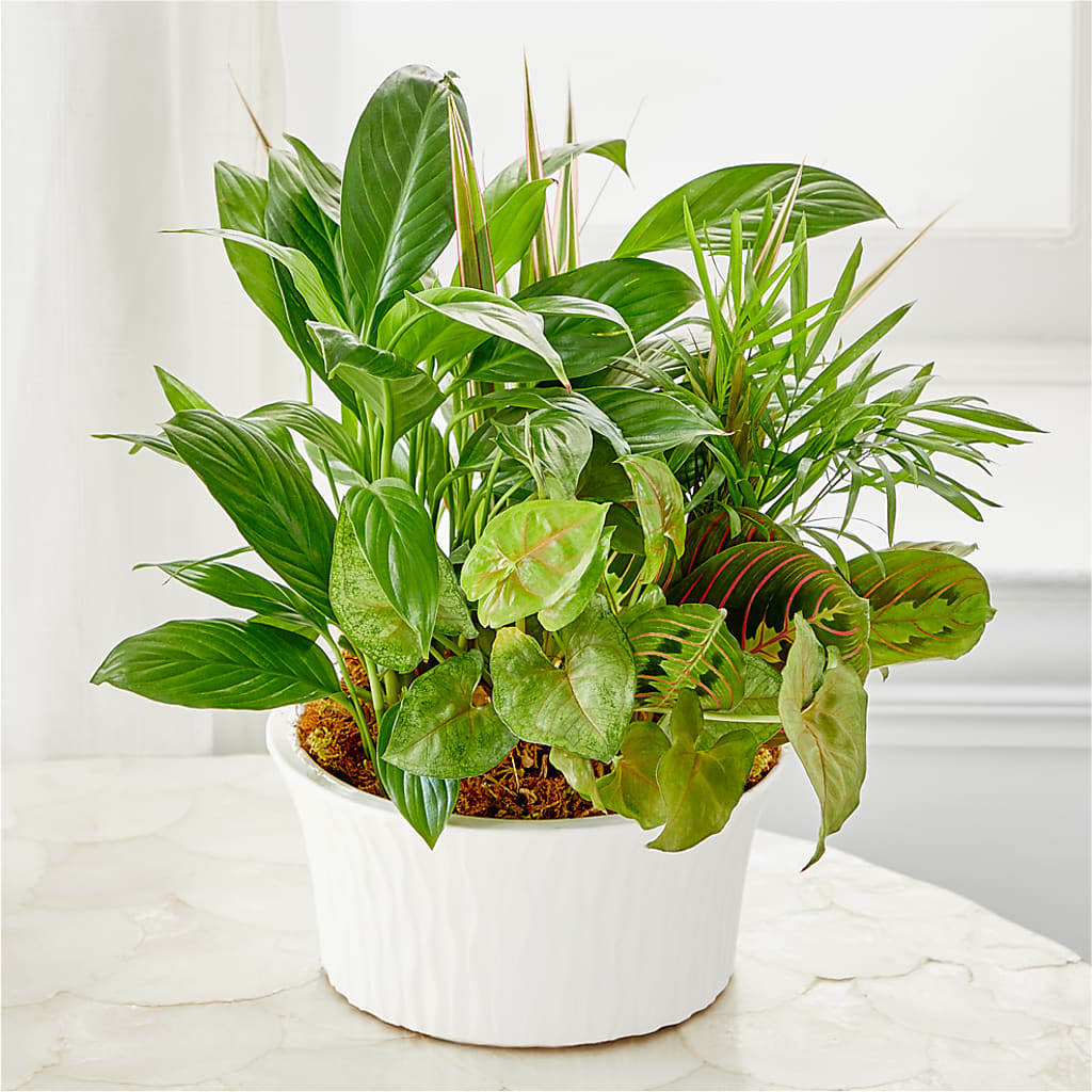 Balance & Harmony Dishgarden – Central Market Florist #138, Latham NY