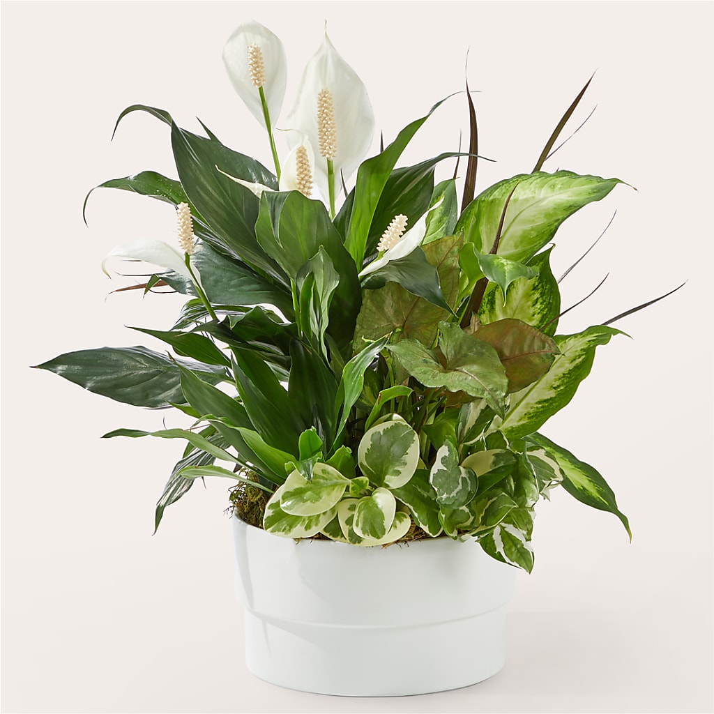 Radiating Positivity Dishgarden – Central Market Florist #138, Latham NY