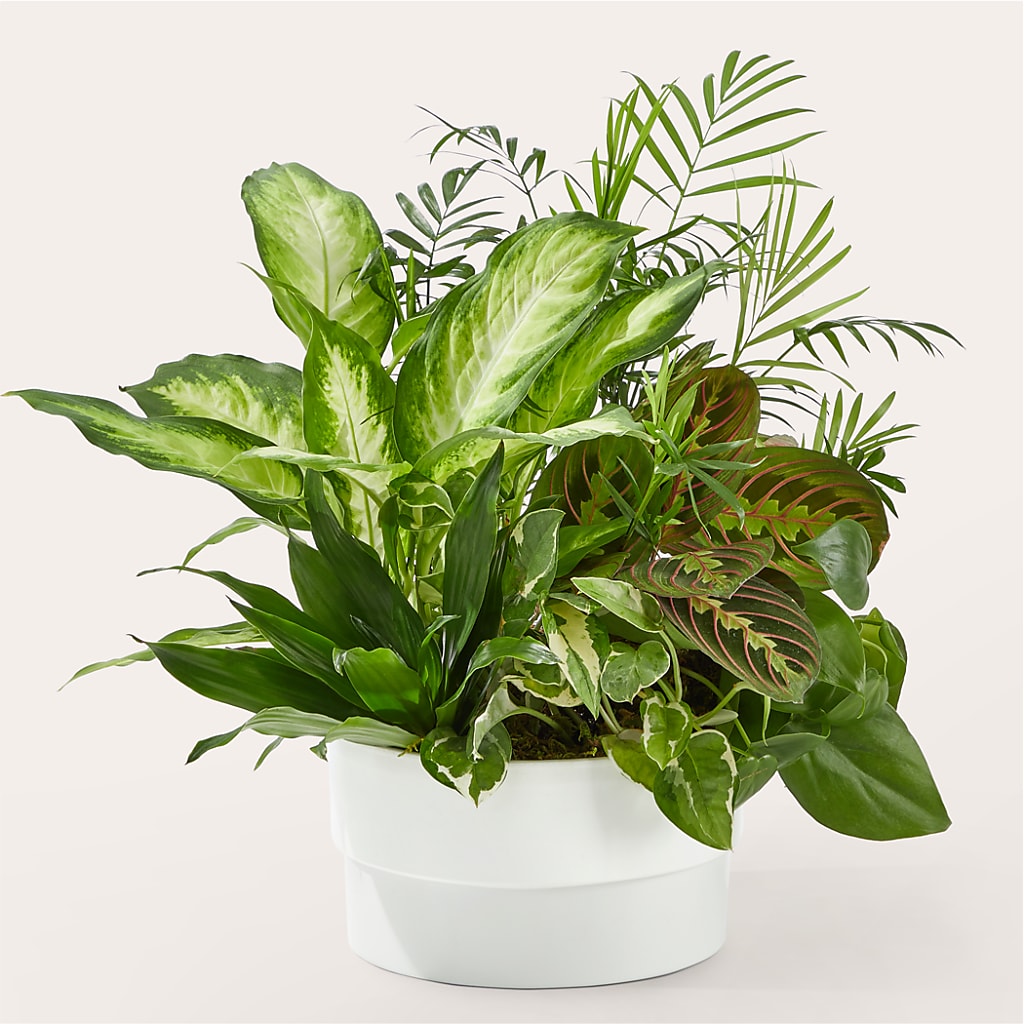 Radiating Positivity Dishgarden – Central Market Florist #138, Latham NY