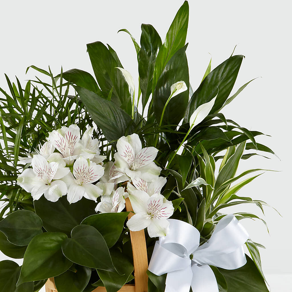 Peace & Serenity Dishgarden –  Central Market Florist #138, Latham NY