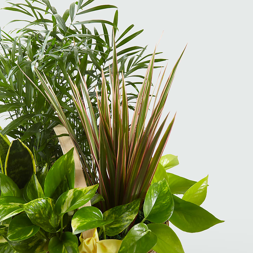French Garden –  Central Market Florist #138, Latham NY
