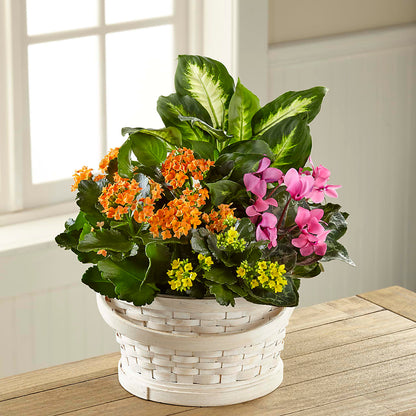 Color Crush Dishgarden –  Central Market Florist #138, Latham NY