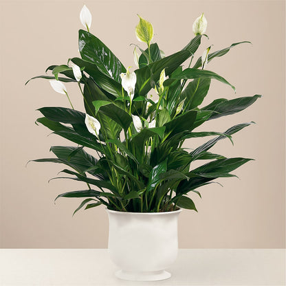 Comfort Planter –  Central Market Florist #138, Latham NY