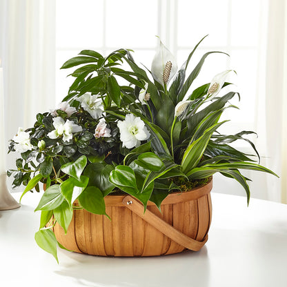 Serene Dishgarden –  Central Market Florist #138, Latham NY