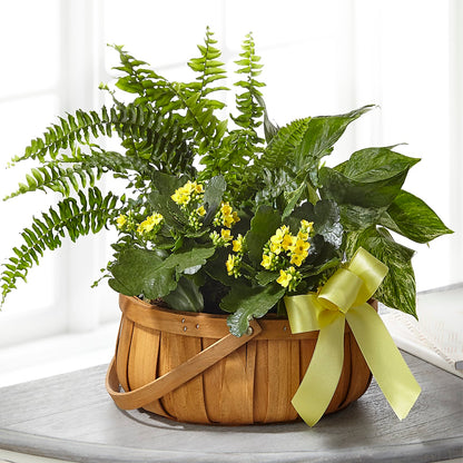 Always Dear Dishgarden –  Central Market Florist #138, Latham NY