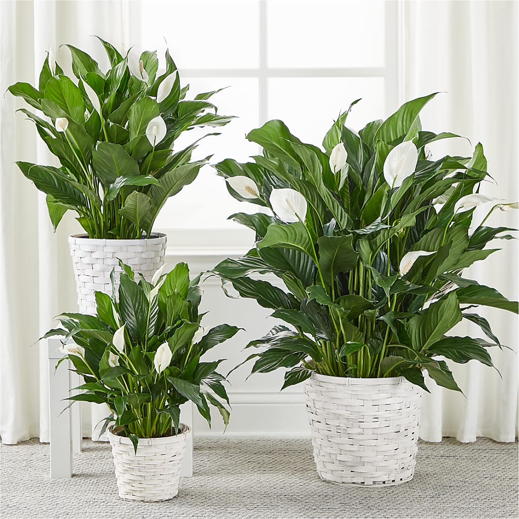 A New Leaf Peace Lily –  Central Market Florist #138, Latham NY