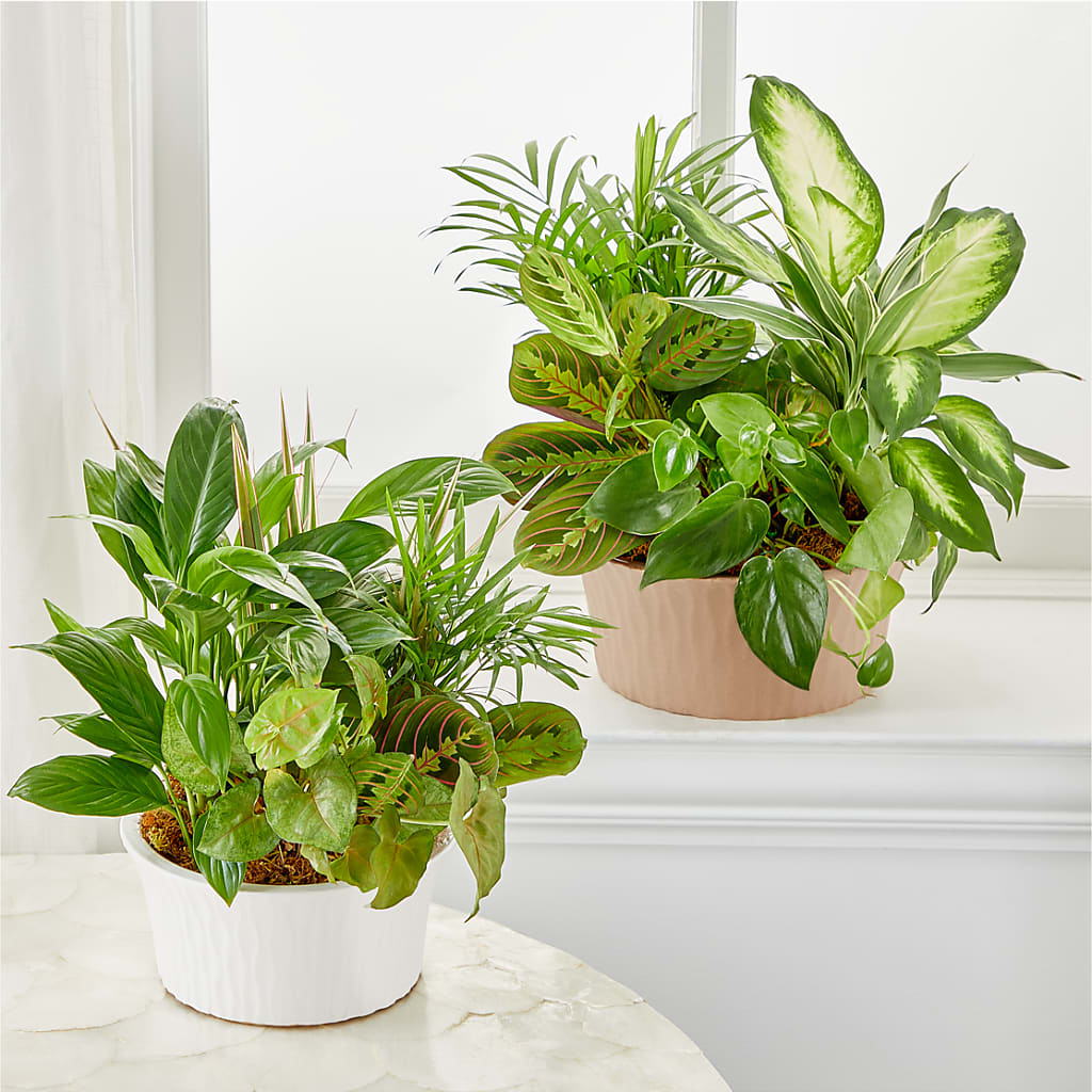 Balance & Harmony Dishgarden –  Central Market Florist #138, Latham NY