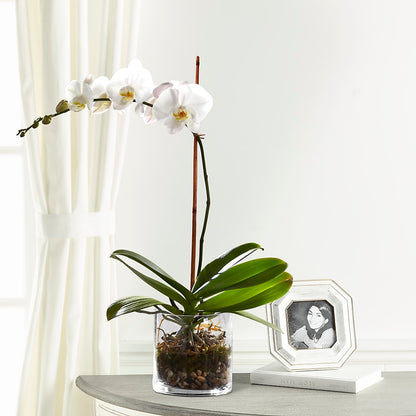 White Orchid Planter –  Central Market Florist #138, Latham NY