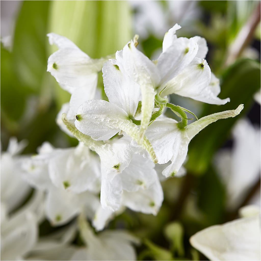 Classic Ivory – A Florist Original –  Central Market Florist #138, Latham NY