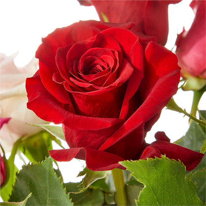 Love Notes Rose Bouquet –  Central Market Florist #138, Latham NY